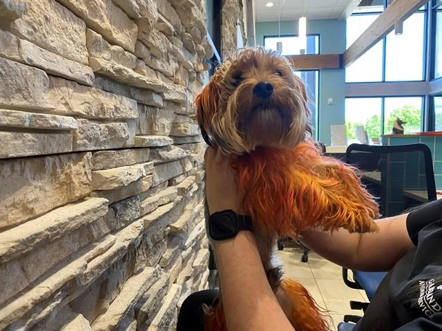 A young small-sized male Yorkshire Terrier dog named Dj Lance Rock for adoption in Garland, TX