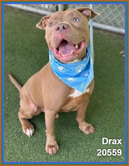 An adult medium-sized male Yellow / Tan / Blond / Fawn Pit Bull Terrier dog named Drax for adoption in Marietta, GA