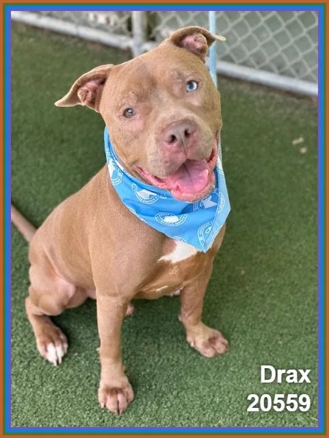 Drax thumbnail 4