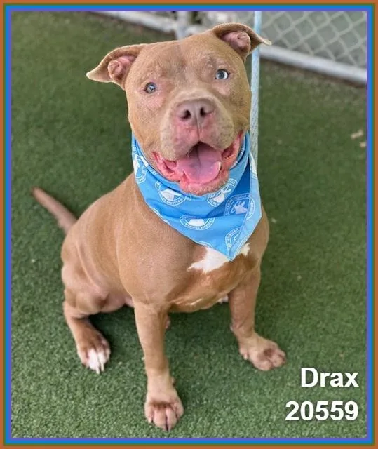 Drax thumbnail 5