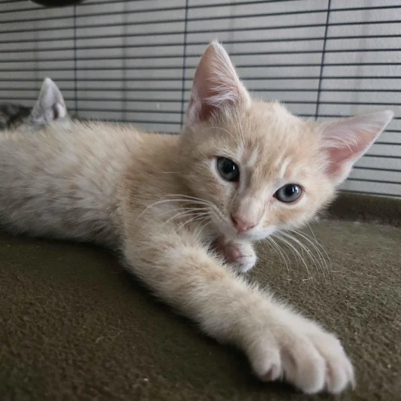 A baby small-sized male Buff / Tan / Fawn Domestic Short Hair cat named Ritz for adoption in Westminster, CA