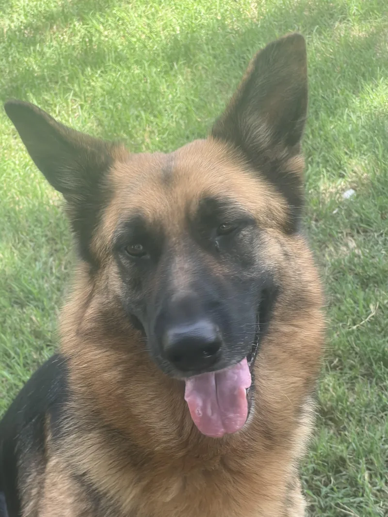 An adult large-sized female German Shepherd Dog dog named Luna Rae for adoption in Carnegie, OK