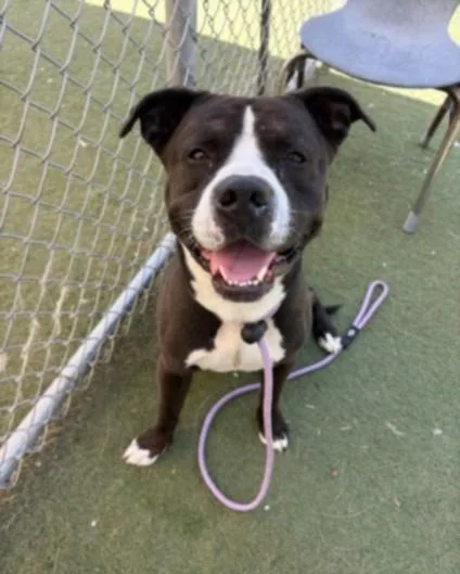 An adult large-sized male Staffordshire Bull Terrier dog named Cherokee for adoption in Los Angeles, CA