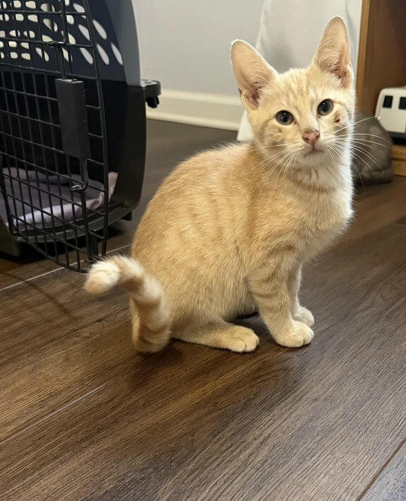A young medium-sized male Orange & White Domestic Short Hair cat named Francis for adoption in Moore, SC