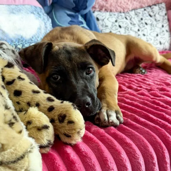 A baby large-sized male Mastiff dog named Bruce for adoption in Des Moines, IA
