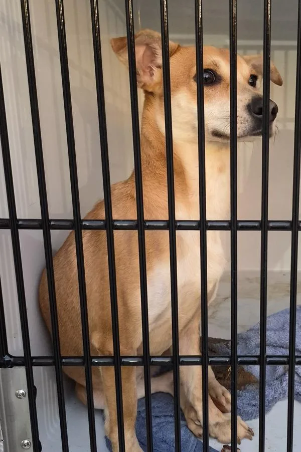 An adult medium-sized female Terrier dog named Pen C Loui for adoption in Lawrenceville, GA