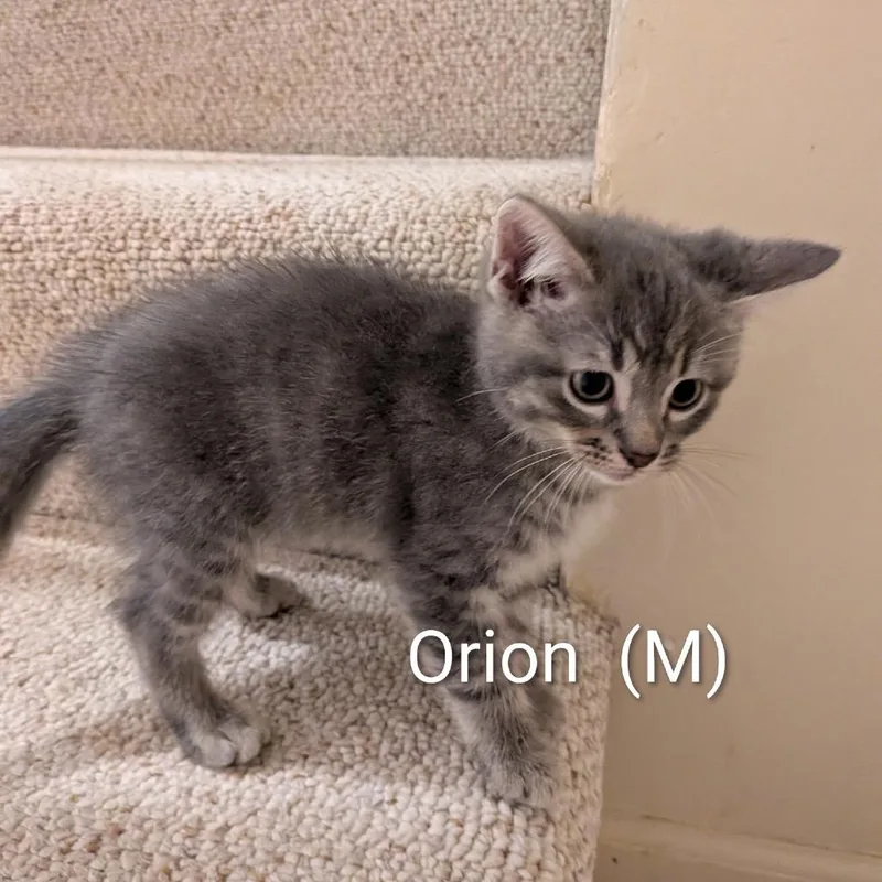 A baby small-sized male Gray / Blue / Silver Domestic Short Hair cat named Orion B for adoption in Naperville, IL