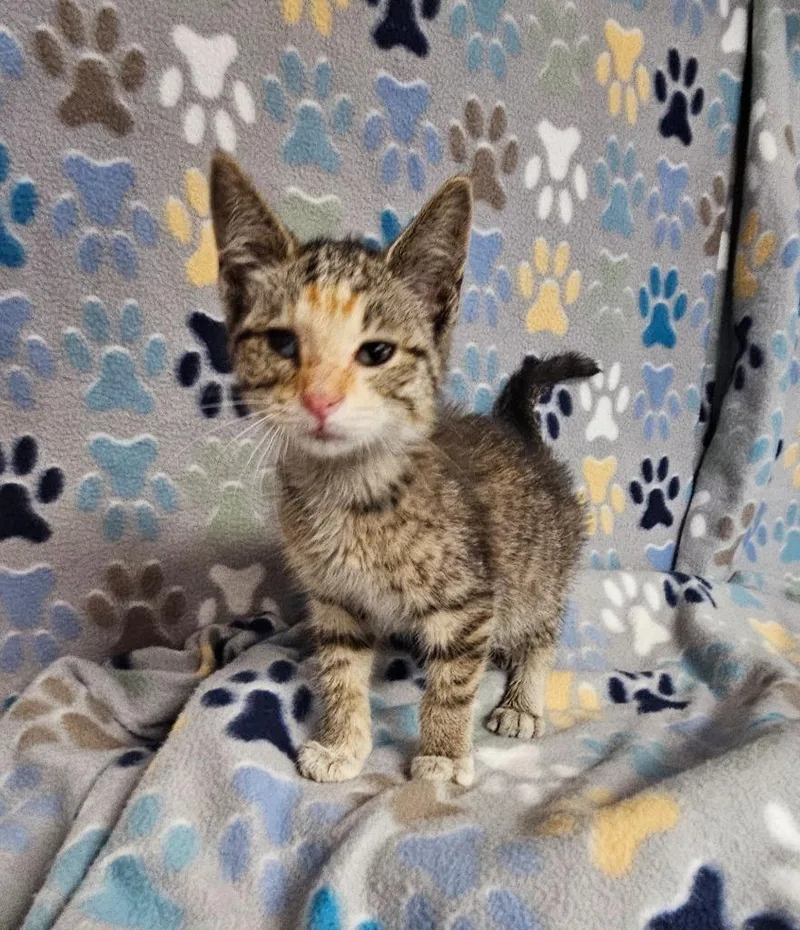 A baby small-sized female Domestic Short Hair cat named Bailey Karson for adoption in Wabash, IN