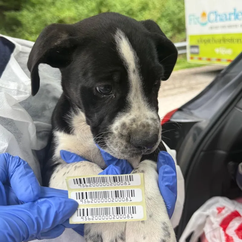 A baby small-sized female Black Mixed Breed dog named Sophie for adoption in Charleston, WV