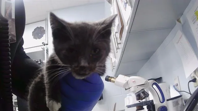 A baby small-sized male Domestic Short Hair cat named Cinder for adoption in Charlotte, NC
