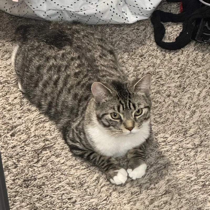 An adult medium-sized male Domestic Short Hair cat named Archie for adoption in Rochester, NY