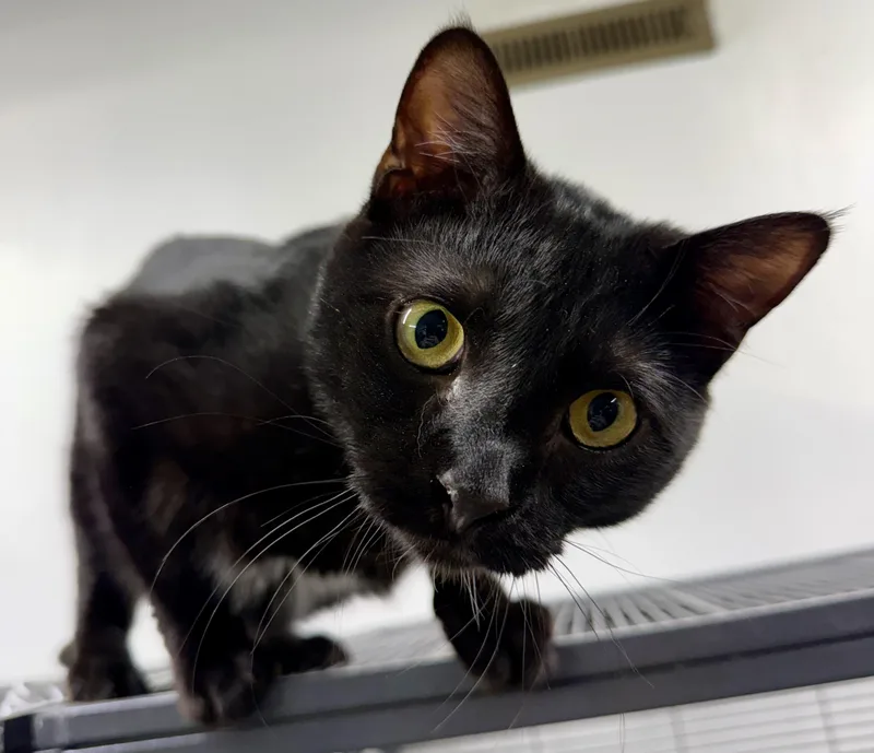 A young medium-sized male Black Domestic Short Hair cat named Osborne for adoption in Independence, IA