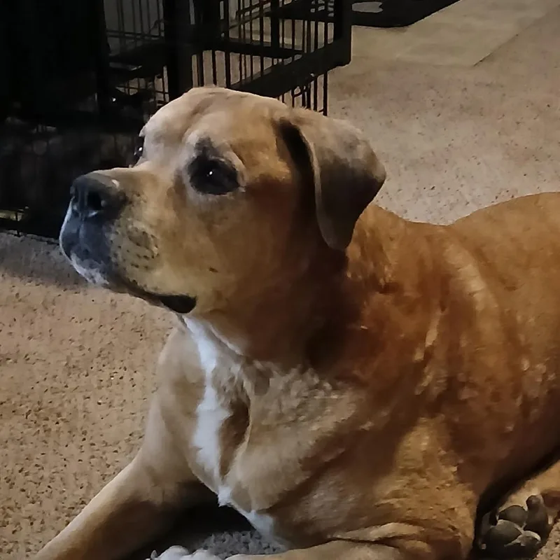 Clifford thumbnail 2