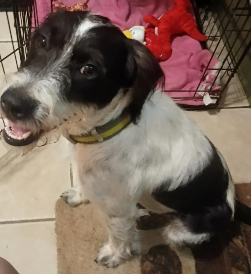 A young medium-sized male Bicolor Labradoodle dog named Fritz for adoption in phenix city, AL