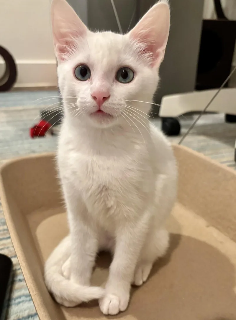 A baby medium-sized female White Domestic Short Hair cat named Alexis for adoption in Garland, TX