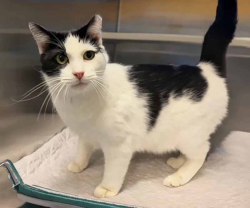 An adult medium-sized male Black & White / Tuxedo Domestic Short Hair cat named Margerine for adoption in Nashville, TN