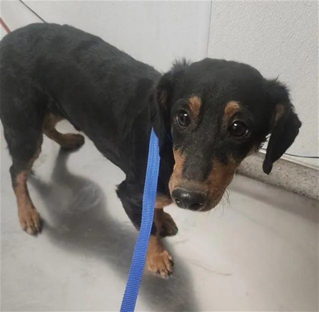 A young small-sized male Chihuahua dog named Chris for adoption in Bakersfield, CA