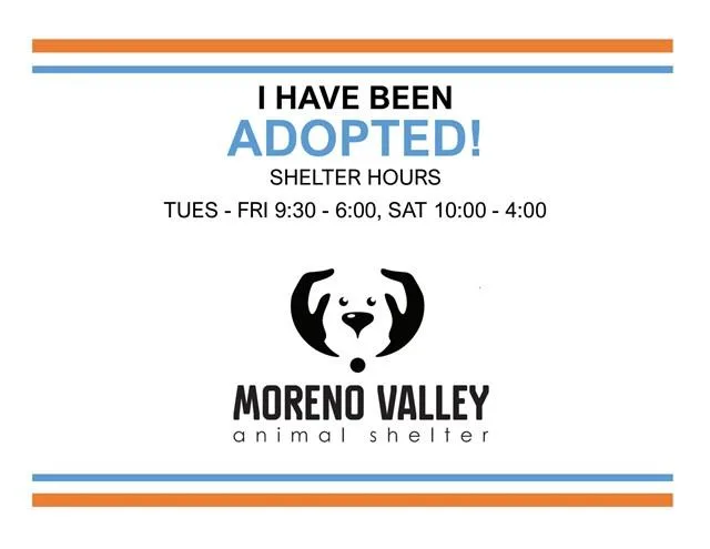 A young small-sized male Domestic Short Hair cat named Harry for adoption in Moreno Valley, CA