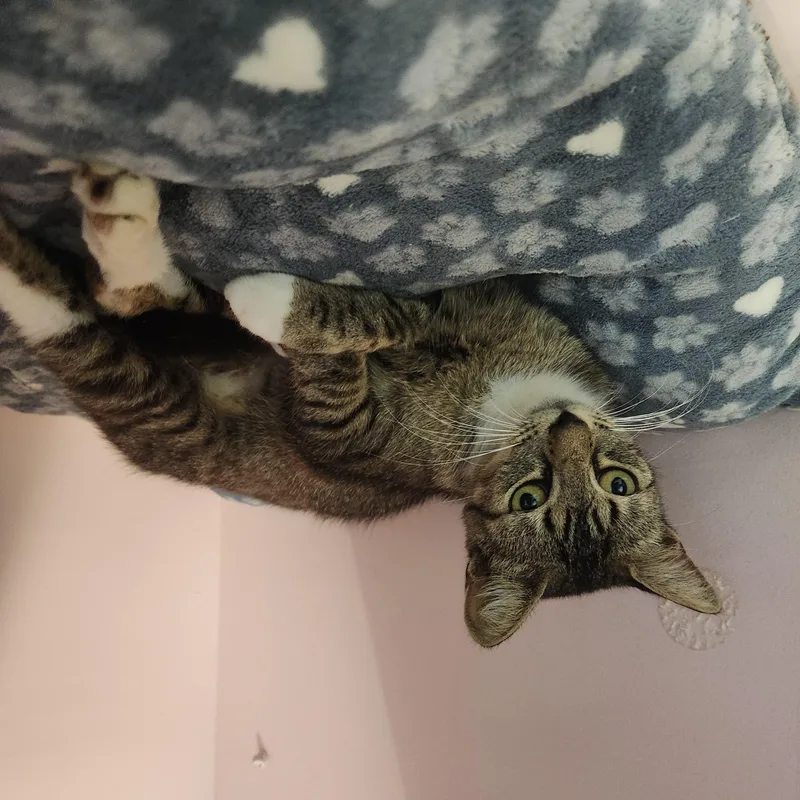 A young medium-sized female Tabby (Gray / Blue / Silver) Domestic Short Hair cat named Malificent for adoption in Charleston, SC