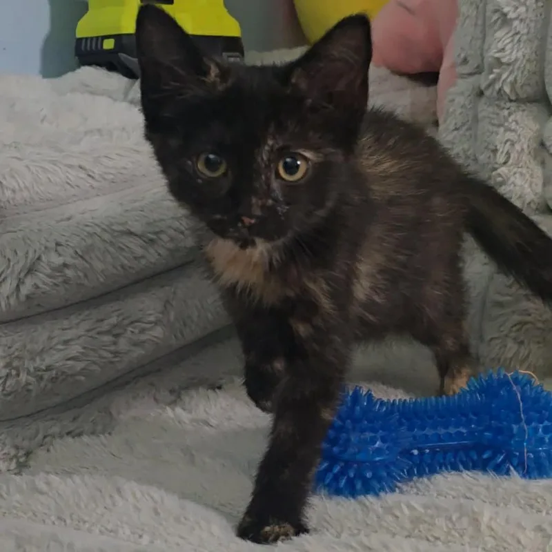 A baby small-sized female Tortoiseshell Domestic Short Hair cat named Smudge for adoption in Jarrettsville, MD