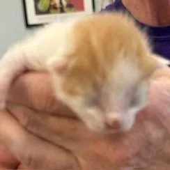A baby small-sized male Domestic Short Hair cat named George for adoption in Greensboro, GA