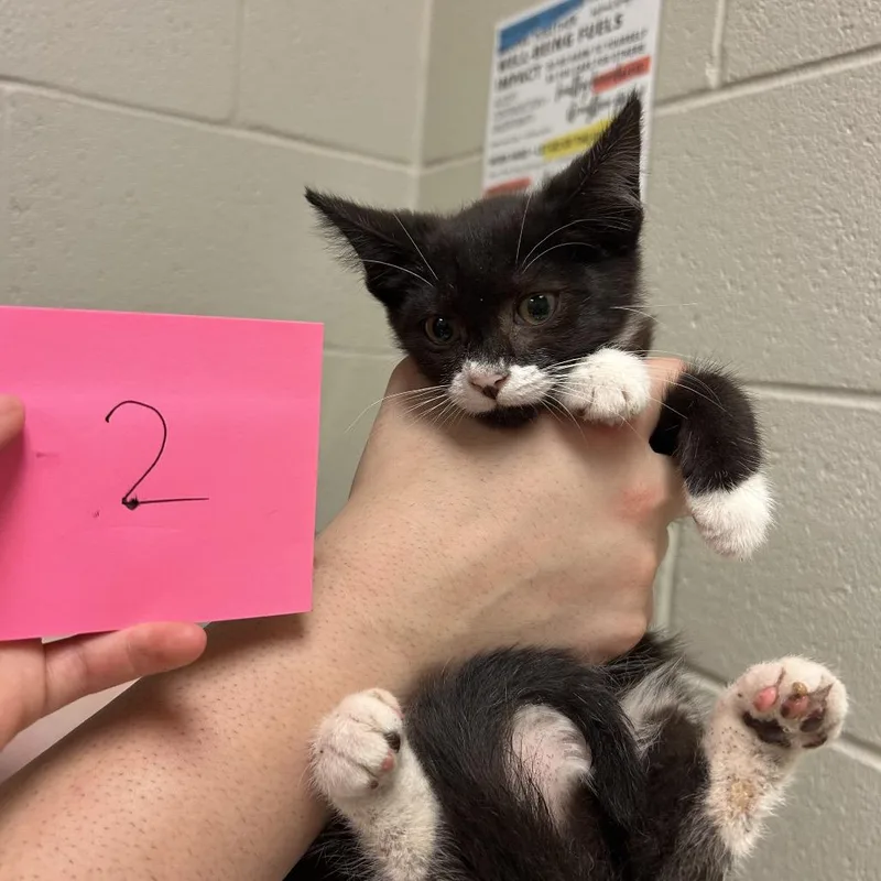 A baby small-sized female Black Domestic Medium Hair cat named Tina for adoption in Bristol, IN