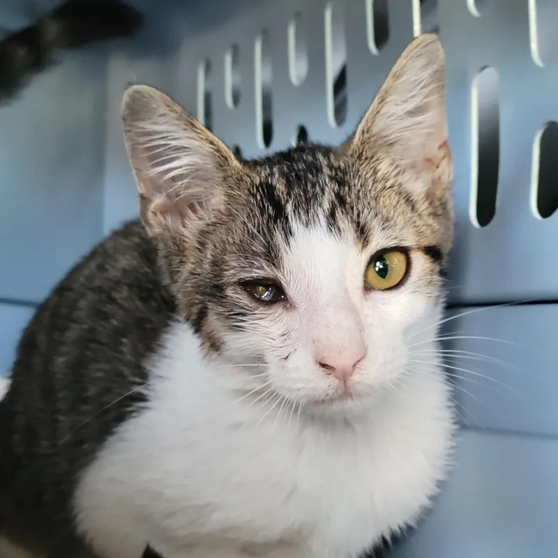 A baby small-sized male Brown / Chocolate Domestic Short Hair cat named Abel for adoption in Sarasota, FL