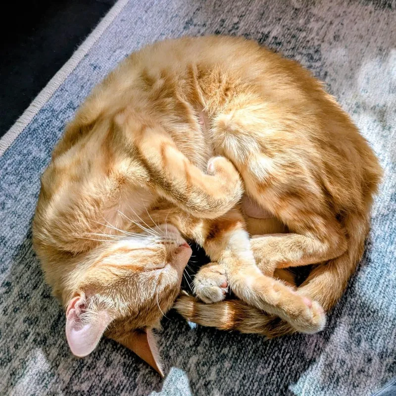 An adult medium-sized female Orange / Red Domestic Short Hair cat named Mama Chai for adoption in Austin, TX