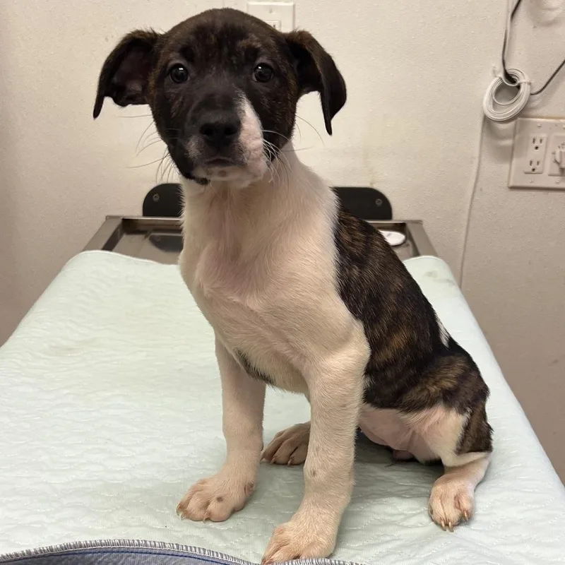 A baby large-sized female Hound dog named AAD New Arrival!  for adoption in Armonk, NY
