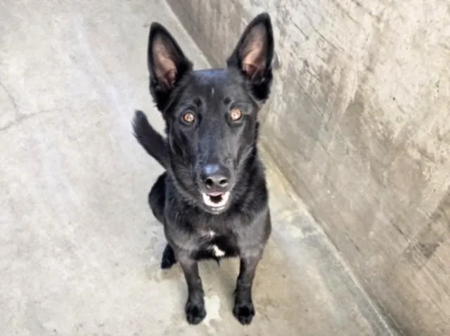 A young small-sized female Belgian Shepherd / Malinois dog named Nuna for adoption in Chatsworth, CA