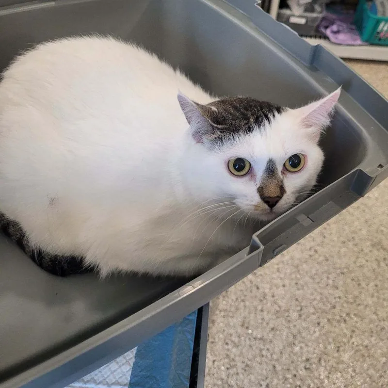 Chonkers thumbnail 2