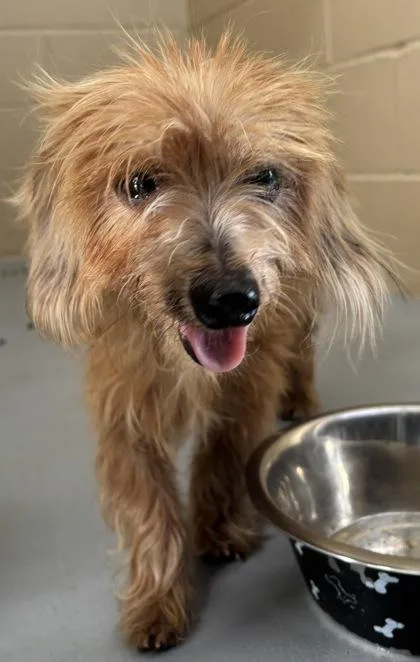 A senior small-sized male Brown / Chocolate Terrier dog named Barry for adoption in Harlingen, TX