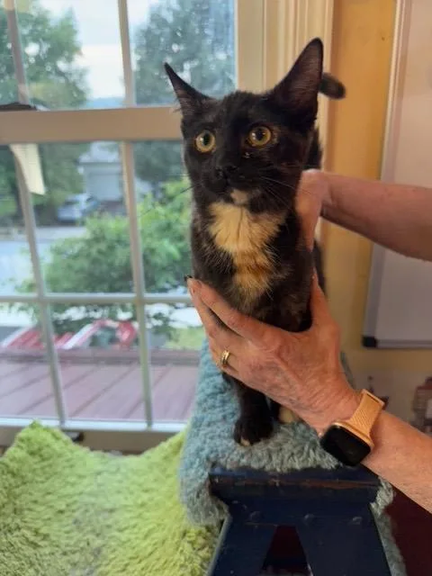 A baby small-sized female Domestic Short Hair cat named Hendrix for adoption in Camp Hill, PA
