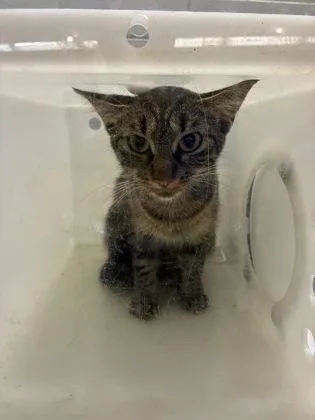 An adult small-sized female Domestic Short Hair cat named One for adoption in Gainesville, FL