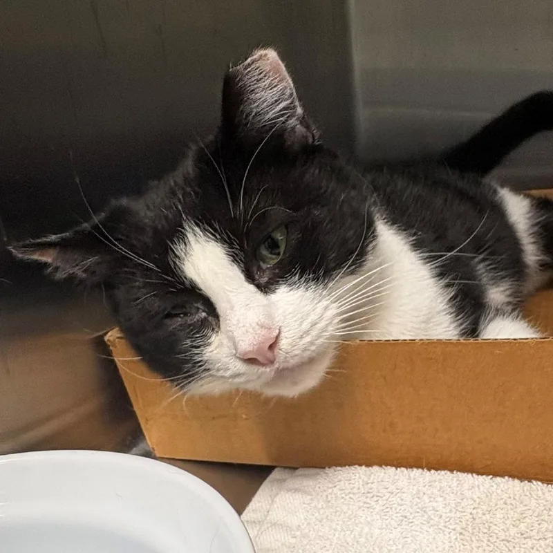 An adult medium-sized female Black Domestic Short Hair cat named Ashlee for adoption in East Hanover, NJ