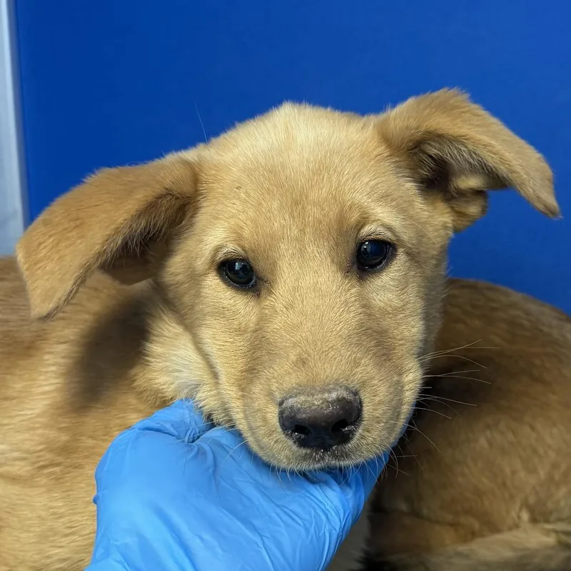 Tangerine thumbnail 2