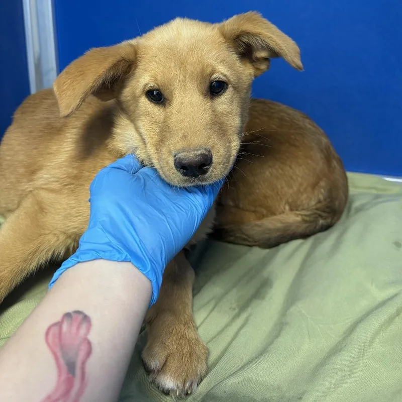 Tangerine thumbnail 3