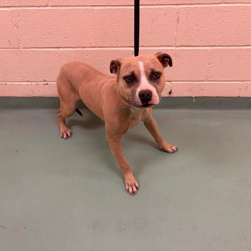 A young medium-sized male Brown / Chocolate Mixed Breed dog named Bo for adoption in Memphis, TN
