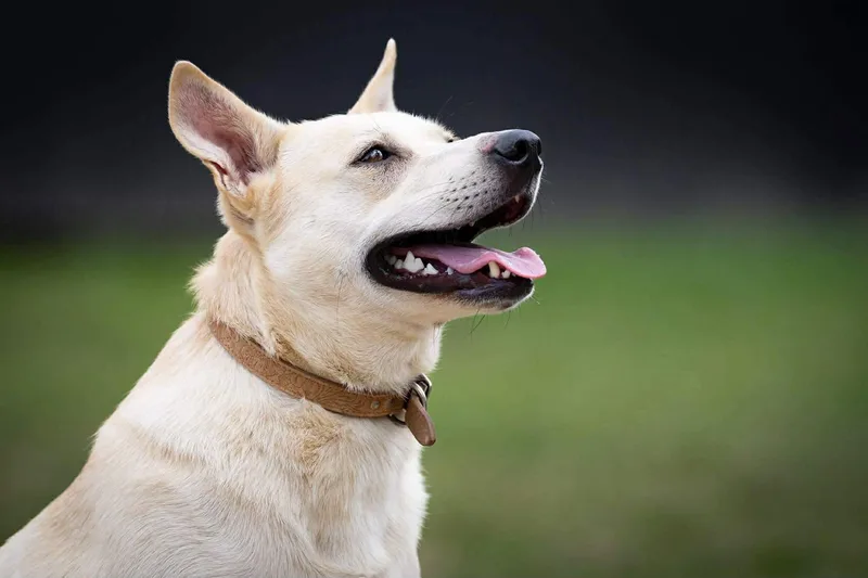 An adult medium-sized female Labrador Retriever dog named Marshmallow for adoption in Tomball, TX