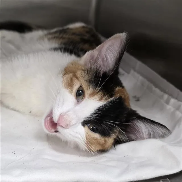 A baby small-sized female Domestic Short Hair cat named Marline for adoption in San Antonio, TX