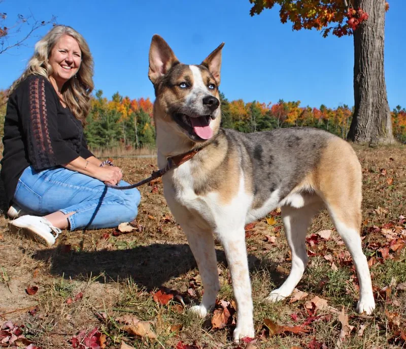 A young medium-sized male Apricot / Beige Husky dog named Atlas for adoption in Cheboygan, MI