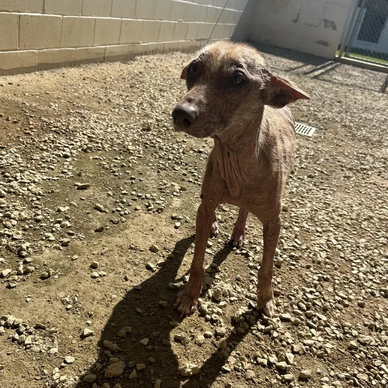 A senior medium-sized female Apricot / Beige Mixed Breed dog named Bonnie for adoption in LOXAHATCHEE, FL