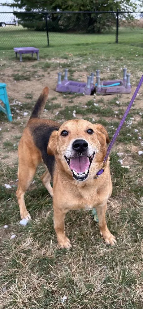 An adult large-sized male Hound dog named Kiowa for adoption in Evansville, IN