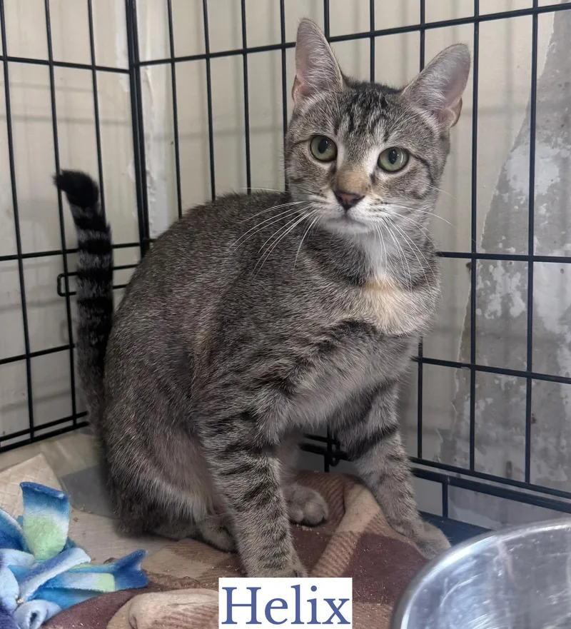 A young small-sized female Tabby (Gray / Blue / Silver) Domestic Short Hair cat named Helix for adoption in Berkeley Springs, WV