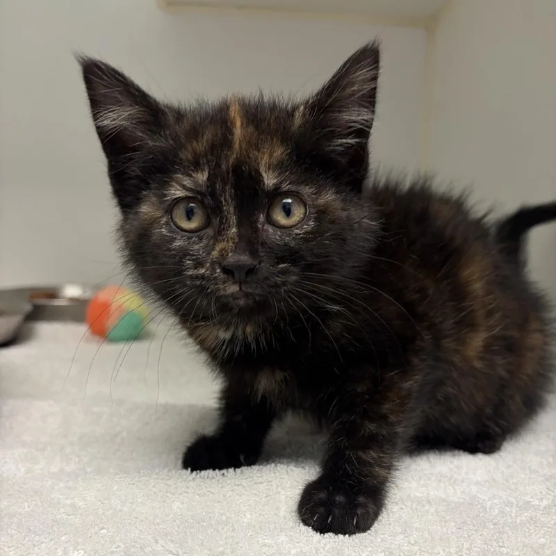 A baby small-sized female Tortoiseshell Domestic Short Hair cat named Ricotta for adoption in Naperville, IL
