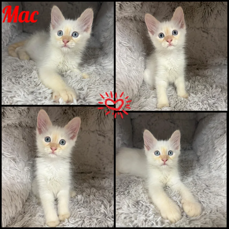 Mac