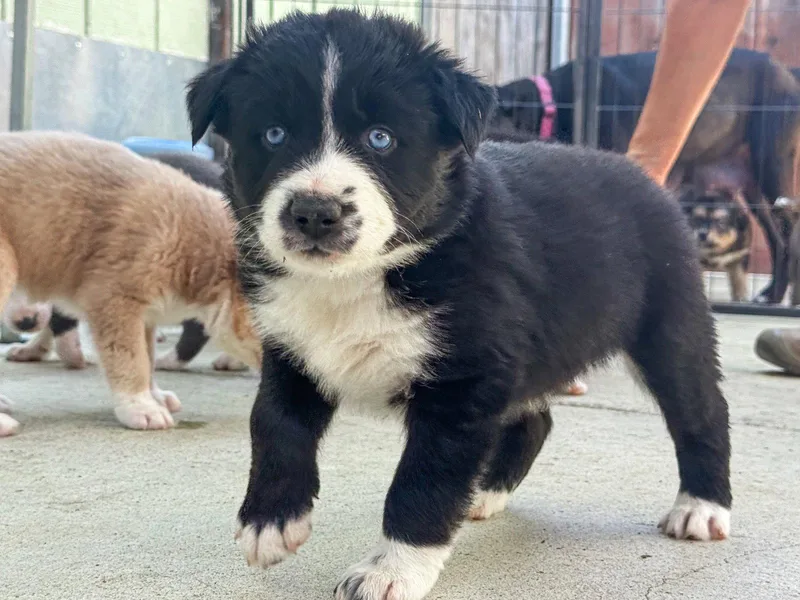 Marilynn's Puppy Magic