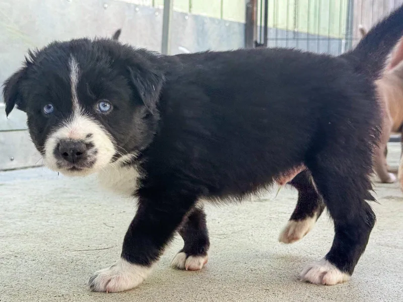 Marilynn's Puppy Magic thumbnail 2