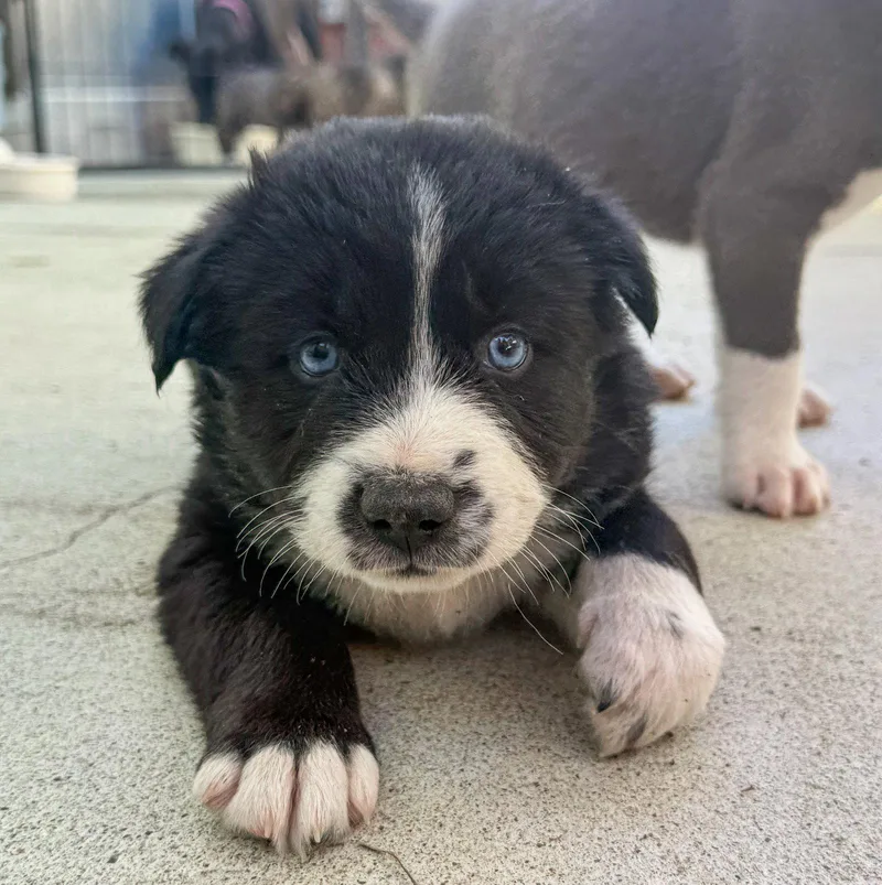 Marilynn's Puppy Magic thumbnail 3