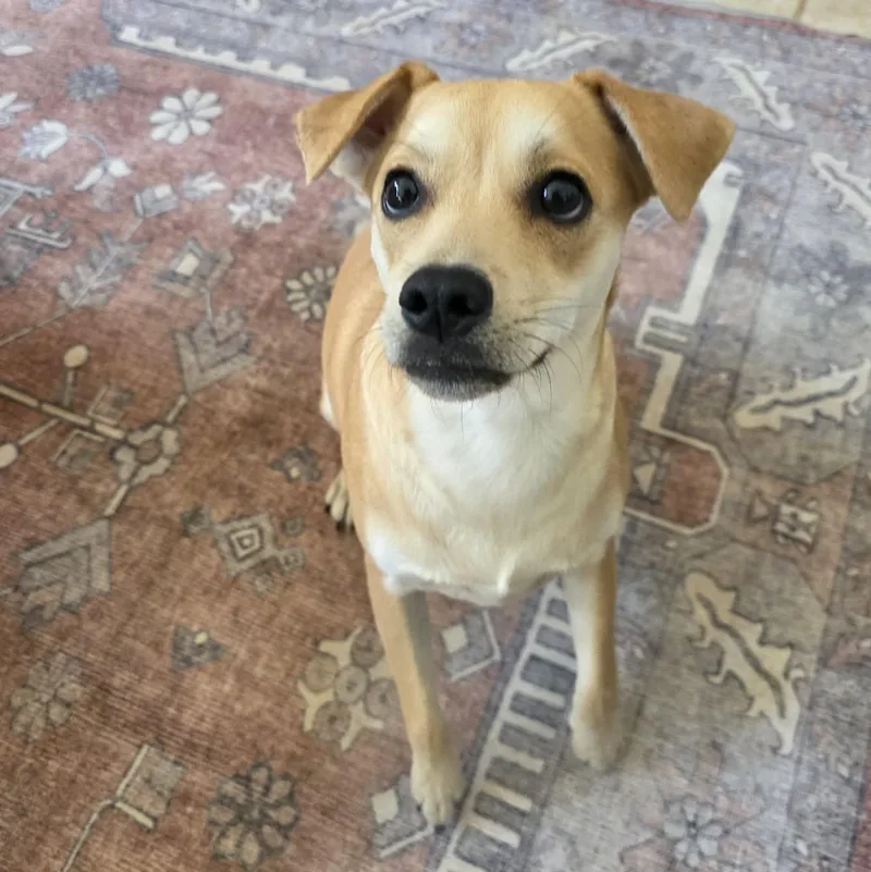 An adult small-sized female Yellow / Tan / Blond / Fawn Border Terrier dog named Kacey for adoption in Corpus Christi, TX